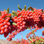 زرشک دانه اناری اعلا